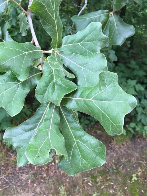 Oak blackjack .